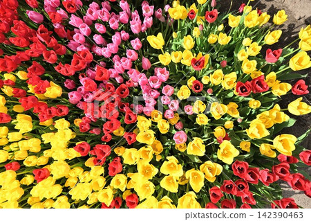 Tulip fields adorn Nagaike Relaxation Forest Park in spring (Tainai City, Niigata Prefecture) Tulip fields adorn Nagaike Relaxation Forest Park in spring (Tainai City, Niigata Prefecture) 142390463