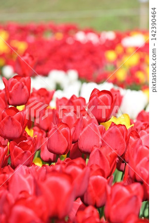 Tulip fields adorn Nagaike Relaxation Forest Park in spring (Tainai City, Niigata Prefecture) Tulip fields adorn Nagaike Relaxation Forest Park in spring (Tainai City, Niigata Prefecture) 142390464
