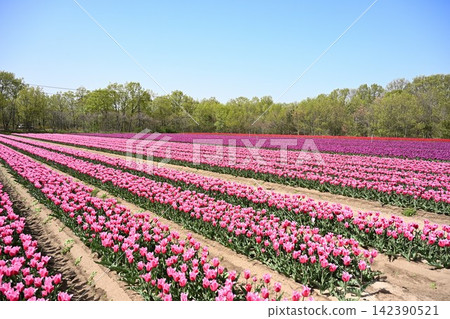 A field of tulips, covered in purple and pink flowers (Tainai City, Niigata Prefecture) A field of tulips, covered in purple and pink flowers (Tainai City, Niigata Prefecture) 142390521