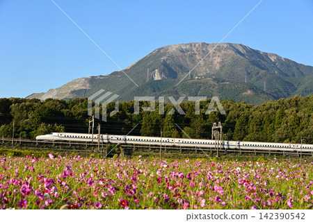A Shinkansen train runs through a field of cosmos flowers in full bloom with Mount Ibuki in the background. 142390542