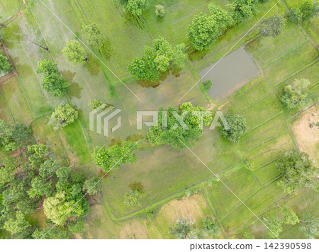 Aerial view of small rice paddies and farm pond during rainy season. Young green crops. Sustainable agriculture, food security and water management. Sustainable farming, food production, biodiversity. Aerial view of small rice paddies and farm pond during rainy season. Young green crops. Sustainable agriculture, food security and water management. Sustainable farming, food production, biodiversity. 142390598