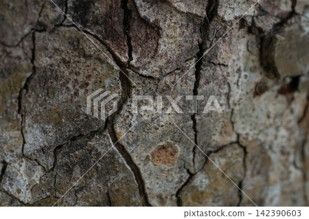 Detailed cracked bark texture on a mature tree trunk. Forest carbon capture and biological storage for climate mitigation, sustainability and ecosystem conservation. Climate action, decarbonization. Detailed cracked bark texture on a mature tree trunk. Forest carbon capture and biological storage for climate mitigation, sustainability and ecosystem conservation. Climate action, decarbonization. 142390603