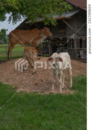 Brown cow and young calves standing beside a traditional wooden cattle barn in a green rural farm during daytime. Livestock farming, animal husbandry and agricultural life. Traditional rural farming. Brown cow and young calves standing beside a traditional wooden cattle barn in a green rural farm during daytime. Livestock farming, animal husbandry and agricultural life. Traditional rural farming. 142390604