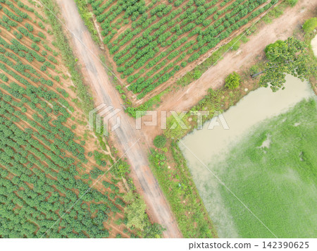 Aerial top down view of cassava plantation beside rural dirt road and flooded rice field. Tropical agriculture, crop cultivation, farmland diversity and food production. Sustainable food security. Aerial top down view of cassava plantation beside rural dirt road and flooded rice field. Tropical agriculture, crop cultivation, farmland diversity and food production. Sustainable food security. 142390625