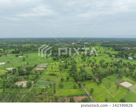 Green rice paddies, trees and rural community beneath cloudy monsoon sky. Tropical farmland during growing season for agriculture, food security and sustainable development. Countryside livelihood. 142390626