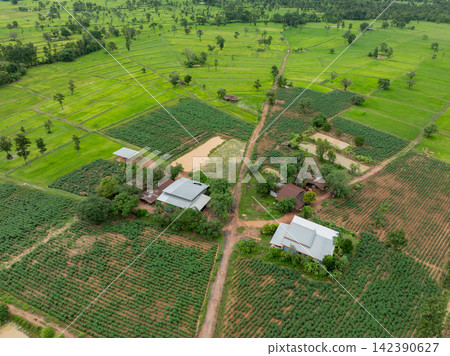 Landscape of cassava farms and rice fields around rural houses and water ponds. Agricultural land use, crop diversity and sustainable food production. Food security and sustainable rural livelihood. Landscape of cassava farms and rice fields around rural houses and water ponds. Agricultural land use, crop diversity and sustainable food production. Food security and sustainable rural livelihood. 142390627