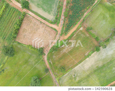 Top view of green rice paddies and cassava fields divided by dirt roads during rainy season. Tropical agriculture, crop diversity, land use and sustainable food production. Agricultural landscape. 142390628