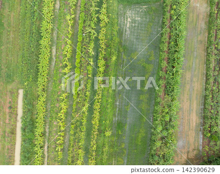 Diversified farmland. Integrated farming, food security, biodiversity and sustainable land use. Sustainable agriculture. Regenerative agriculture, rural sustainability and resilient food production. Diversified farmland. Integrated farming, food security, biodiversity and sustainable land use. Sustainable agriculture. Regenerative agriculture, rural sustainability and resilient food production. 142390629