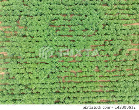 Aerial view of green cassava plantation growing in tropical farmland during rainy season, drought tolerant food crop. Sustainable agriculture, food security and climate resilience. Climate adaptation. Aerial view of green cassava plantation growing in tropical farmland during rainy season, drought tolerant food crop. Sustainable agriculture, food security and climate resilience. Climate adaptation. 142390632