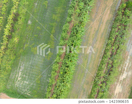 Aerial top down view of diversified tropical farmland with banana rows, green crops and waterlogged fields during rainy season. Sustainable agriculture and rural food production. Sustainable land use. Aerial top down view of diversified tropical farmland with banana rows, green crops and waterlogged fields during rainy season. Sustainable agriculture and rural food production. Sustainable land use. 142390635