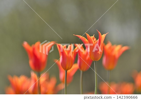 Tulips blooming in spring at Nagaike Relaxation Forest Park (Tainai City, Niigata Prefecture) Tulips blooming in spring at Nagaike Relaxation Forest Park (Tainai City, Niigata Prefecture) 142390666