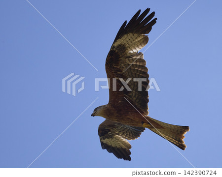 Red Kite Soaring With Wings Fully Spread 142390724