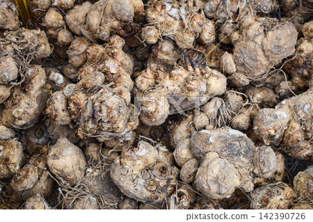 Pile of Dormant Flower Tubers for Planting Pile of Dormant Flower Tubers for Planting 142390726