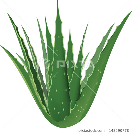 Aloe vera plant growing with lush green leaves on white background Aloe vera plant growing with lush green leaves on white background 142390778