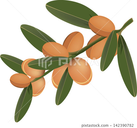 Argan branch showing ripe fruits and green leaves 142390782