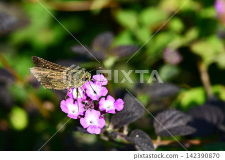 Skipper (small branded swift) Skipper (small branded swift) 142390870