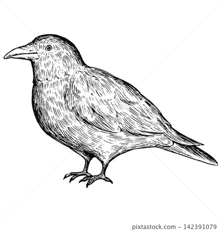 A cute, retro-style hand-drawn illustration of a crow (line art only) A cute, retro-style hand-drawn illustration of a crow (line art only) 142391079