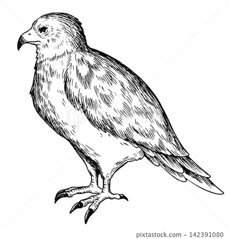 A cute, retro-style hand-drawn illustration of an eagle (line art only) 142391080