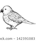 A cute, retro-style hand-drawn illustration of a parakeet (line art only) 142391083