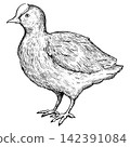 A cute, retro-style hand-drawn illustration of a coot (line art only). 142391084