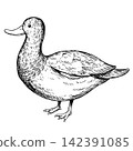 A cute, retro-style hand-drawn illustration of a mallard duck (line art only) 142391085