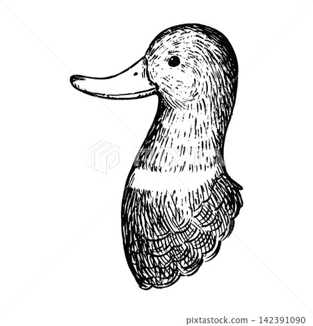 一張復古可愛的手繪綠頭鴨頭部插圖(僅線條圖) 一張復古可愛的手繪綠頭鴨頭部插圖(僅線條圖) 142391090
