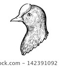 A cute, retro-style hand-drawn illustration of a coot's head (line art only) 142391092