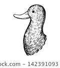 A cute, retro-style hand-drawn illustration of a mallard duck's head (line art only) 142391093