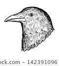 A cute, retro-style hand-drawn illustration of a crow's head (line art only). 142391096