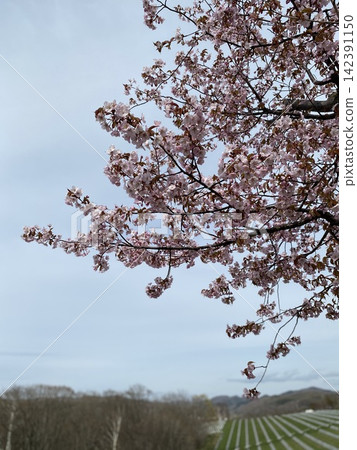 A single cherry tree blooming on a hill A single cherry tree blooming on a hill 142391150