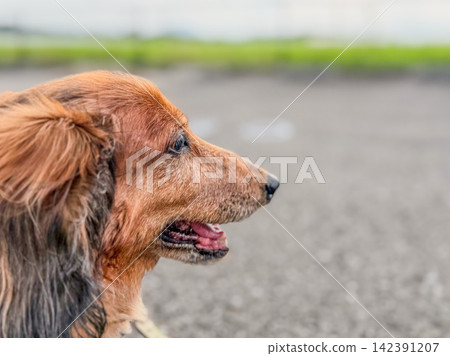 一隻迷你臘腸犬側臉凝視遠方。 一隻迷你臘腸犬側臉凝視遠方。 142391207