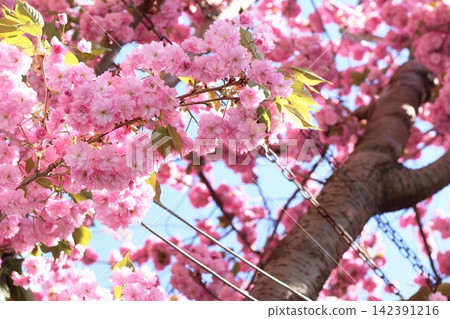 The screen is filled with the pink double cherry blossoms of Bon. 142391216