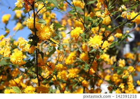 Yellow double-flowered Japanese kerria blooming in the streets of Bonn 142391218