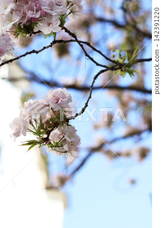 The pale pink cherry blossoms of Bon bloom against a blue sky. The pale pink cherry blossoms of Bon bloom against a blue sky. 142391220