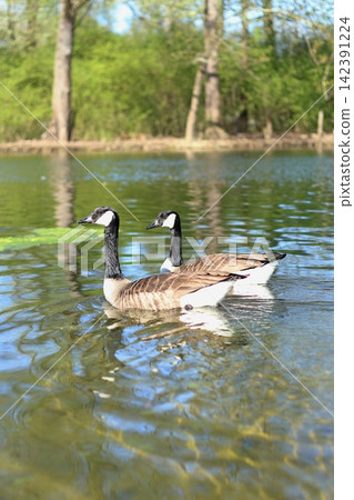 Two Canada Geese swimming in a pond at Rheinaue Two Canada Geese swimming in a pond at Rheinaue 142391224