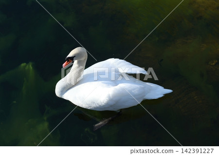 Mute swans swimming on the deep green surface of the Rheinaue River Mute swans swimming on the deep green surface of the Rheinaue River 142391227