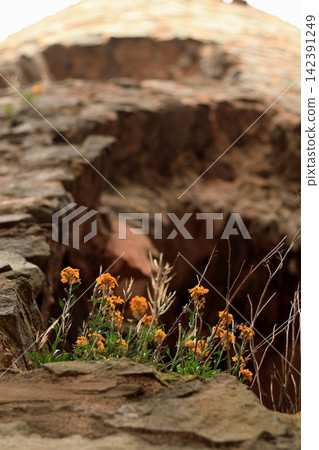 Orange flowers blooming on the outside of the sandstone castle ruins Orange flowers blooming on the outside of the sandstone castle ruins 142391249