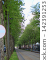 Tram tracks running along the tree-lined streets of Antwalpen 142391253