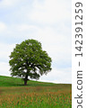 A single large tree stands on a hill near Aachen. 142391259