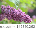 Purple lilacs blooming on a mountain path near Aachen 142391262