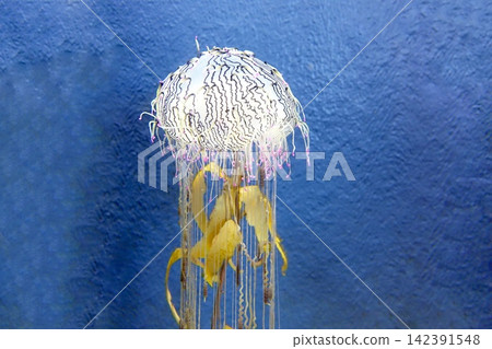 White and yellow jellyfish with long tentacles in a blue underwater world White and yellow jellyfish with long tentacles in a blue underwater world 142391548