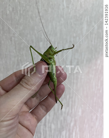 Green grasshopper held in human hand Green grasshopper held in human hand 142391916
