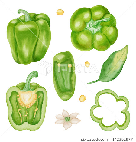 Watercolor green bell pepper set with whole, half, slice, leaf, flower, seeds. Hand drawn paprika vegetable elements isolated on white background. For kitchen textiles, packaging, harvest, agriculture Watercolor green bell pepper set with whole, half, slice, leaf, flower, seeds. Hand drawn paprika vegetable elements isolated on white background. For kitchen textiles, packaging, harvest, agriculture 142391977