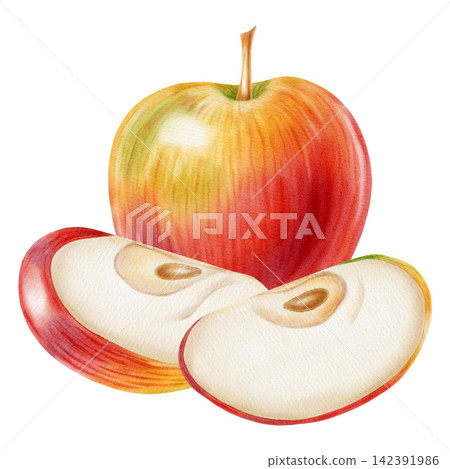 Watercolor illustration of whole red apple and a half apple core set isolated on white background. Perfect for product logo, market posters, food packaging, textile patterns, Wedding invitations Watercolor illustration of whole red apple and a half apple core set isolated on white background. Perfect for product logo, market posters, food packaging, textile patterns, Wedding invitations 142391986
