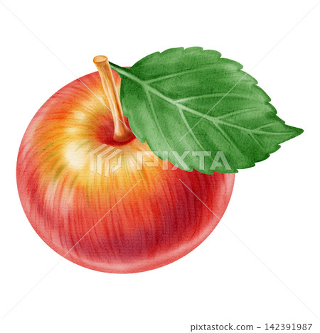 Watercolor illustration of whole red apple and a half apple core set isolated on white background. Perfect for product logo, market posters, food packaging, textile patterns, Wedding invitations Watercolor illustration of whole red apple and a half apple core set isolated on white background. Perfect for product logo, market posters, food packaging, textile patterns, Wedding invitations 142391987