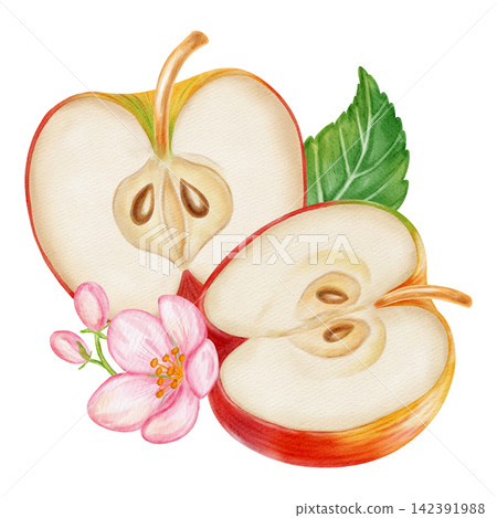 Watercolor illustration of fresh red apples, half apple, pink apple blossom flowers isolated on white background. Perfect for product logo, market posters, food packaging, textile patterns, Wedding Watercolor illustration of fresh red apples, half apple, pink apple blossom flowers isolated on white background. Perfect for product logo, market posters, food packaging, textile patterns, Wedding 142391988