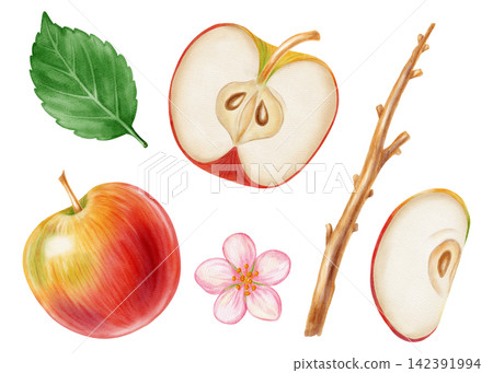 Watercolor illustration clip art set of apples, half slice, seed, branch, green leaves, flowers isolated on white background. Perfect for product logo, market posters, food packaging, textile pattern 142391994