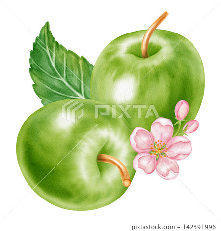Watercolor illustration of a whole green apple, half slice core, pink blossom flower with leaf isolated on white background. Perfect for product logo, market posters, food packaging, textile patterns Watercolor illustration of a whole green apple, half slice core, pink blossom flower with leaf isolated on white background. Perfect for product logo, market posters, food packaging, textile patterns 142391996