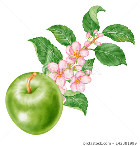Watercolor illustration of a blooming tree branch with fresh green apples, pink flowers, leaves isolated on white background. Perfect for product logo, market posters, food packaging, textile patterns Watercolor illustration of a blooming tree branch with fresh green apples, pink flowers, leaves isolated on white background. Perfect for product logo, market posters, food packaging, textile patterns 142391999