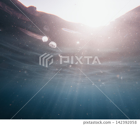 Jellyfish drift peacefully beneath bright golden sunbeams filtering through clear ocean water near the calm surface Jellyfish drift peacefully beneath bright golden sunbeams filtering through clear ocean water near the calm surface 142392058